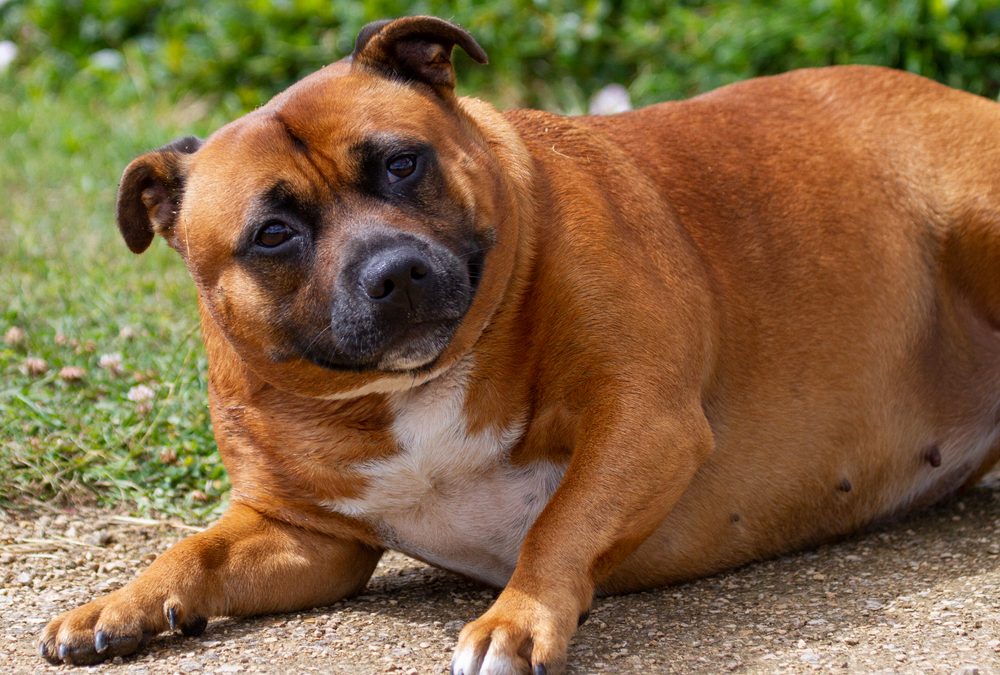 Is Your Cat or Dog Overweight? Why Simply Feeding Less Doesn’t Always Help