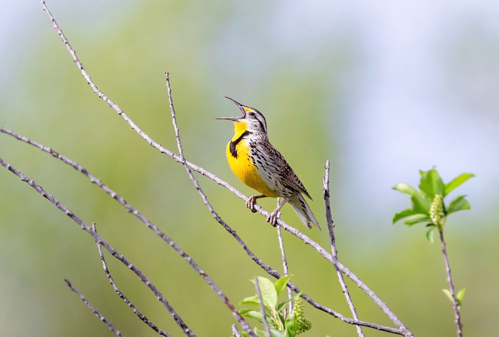 Veterinary Insecticides May Be Killing Off Our Songbirds