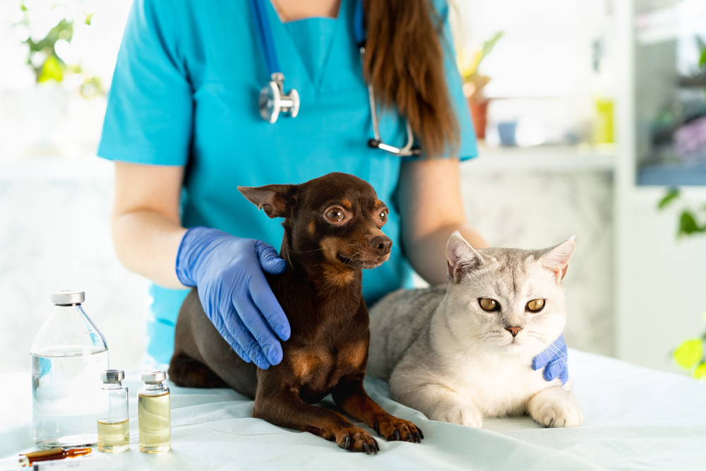 When Pets Need Care, Cost Shouldn’t Stand in the Way