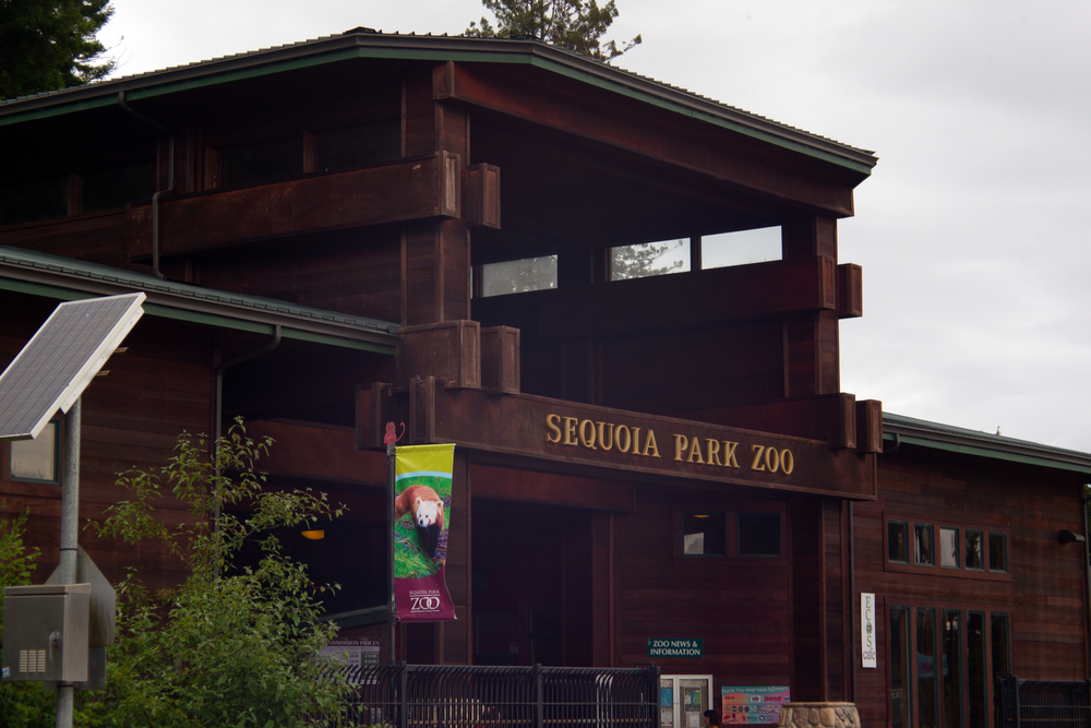 ‘Polite’ Black Bear Visits Fellow Bears at Northern California Zoo
