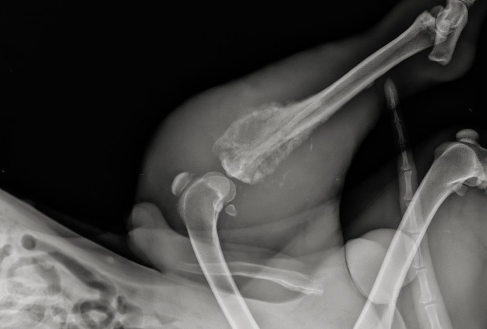 Dog,Limb,Xray.,Canine,Bone,Tumor,Radiography.,Dog,Tibial,Osteosarcoma