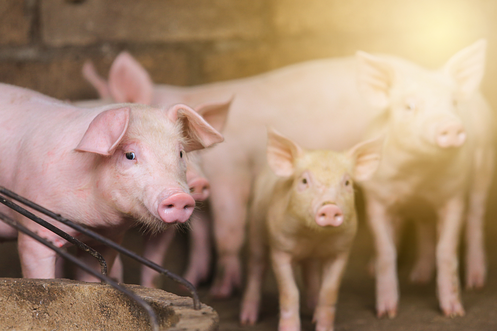 Pigs,Waiting,Feed,pig,Indoor,On,A,Farm,Yard.,Swine,In