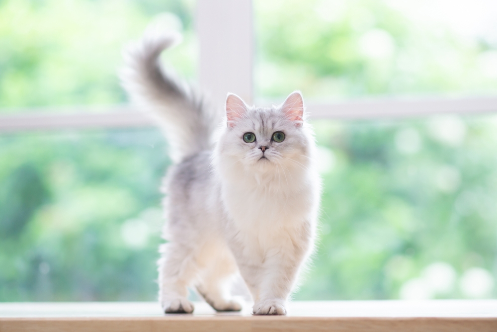 Cute,Persian,Cat,Sitting,On,Wood,Table