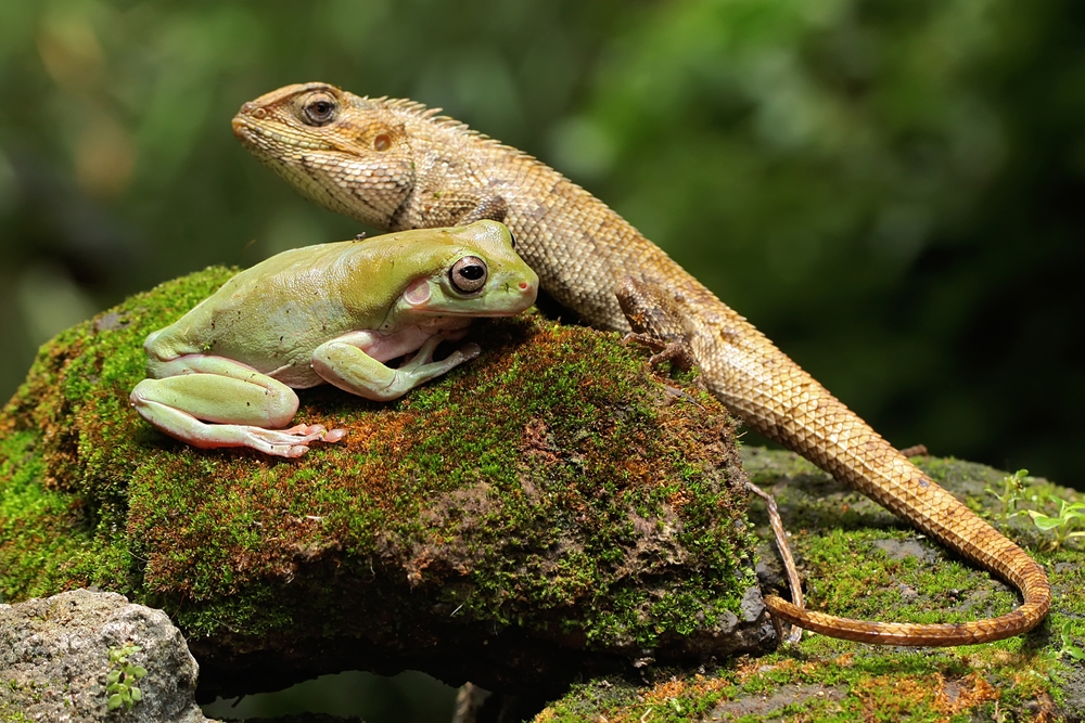 National Adoption Program for Reptiles and Amphibians is Launched