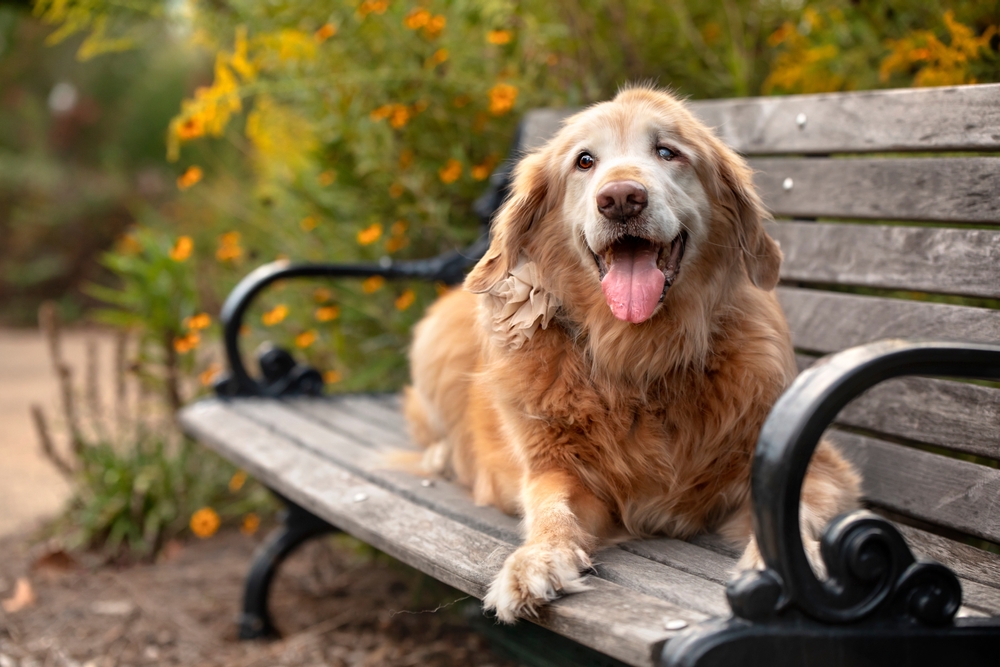 Oldest-Living Dogs Reveal Potential Key to Fighting Frailty