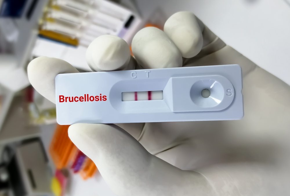 Millions of Human Malaria Diagnoses May Actually Be Brucellosis, Texas A&M Researchers Find