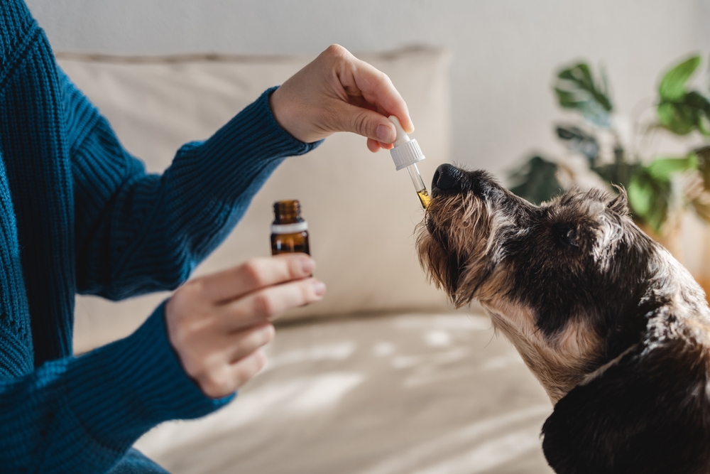 Are CBD Products Good For Your Pets?