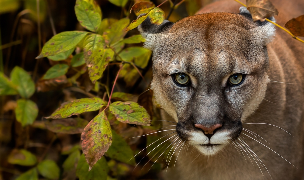 How Living Near Mountain Lions Might Actually Make You Safer
