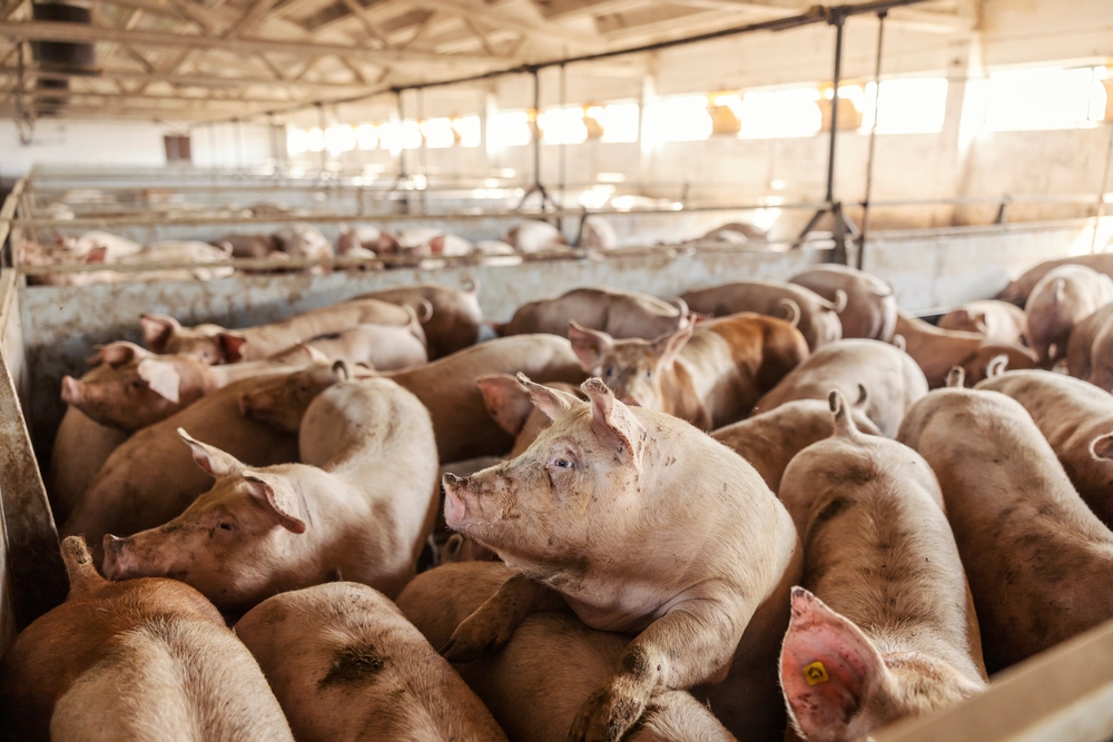 Join Us For The 2024 Global Hog Industry Virtual Conference