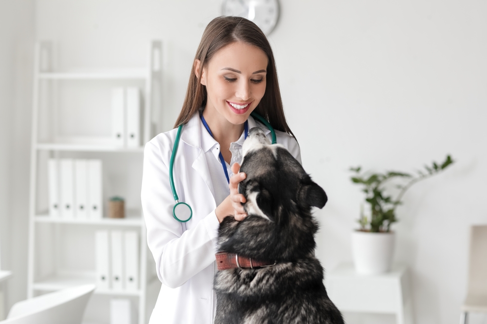 Veterinarian,Examining,Cute,Dog,In,Clinic