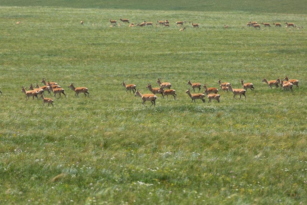 Wildlife Migrations Are in Trouble. New Atlas Aims to Help.