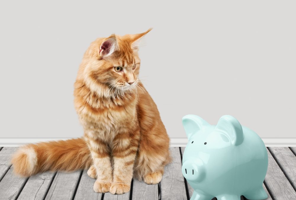 Soaring Vet Prices Are Forcing Pet Owners To Skip Visits