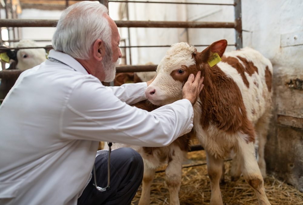 Crapo, Smith Introduce Bipartisan Bill to Address Veterinarian Shortage in Rural America