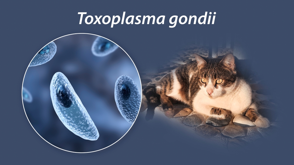 Parasitic,Protozoans,Toxoplasma,Gondii,,The,Causative,Agent,Of,Toxoplasmosis,In