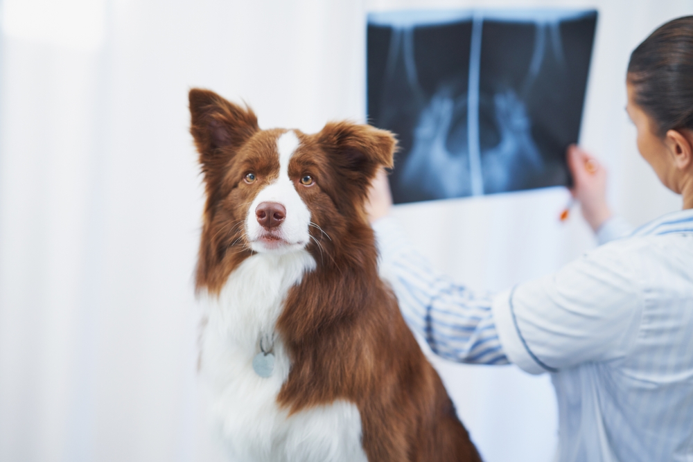 Artificial Intelligence (AI) and Veterinary Radiology: Supporting Clinicians with Smarter Diagnostics