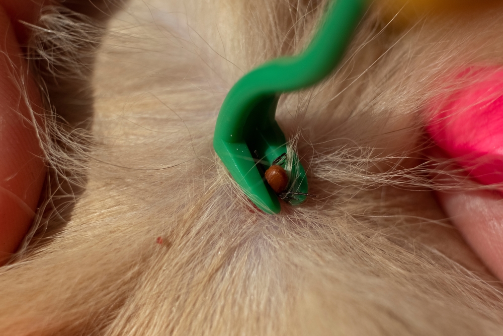 Bugs Beware: Next Gen Prepares to Combat Insect Threats to Animal Health