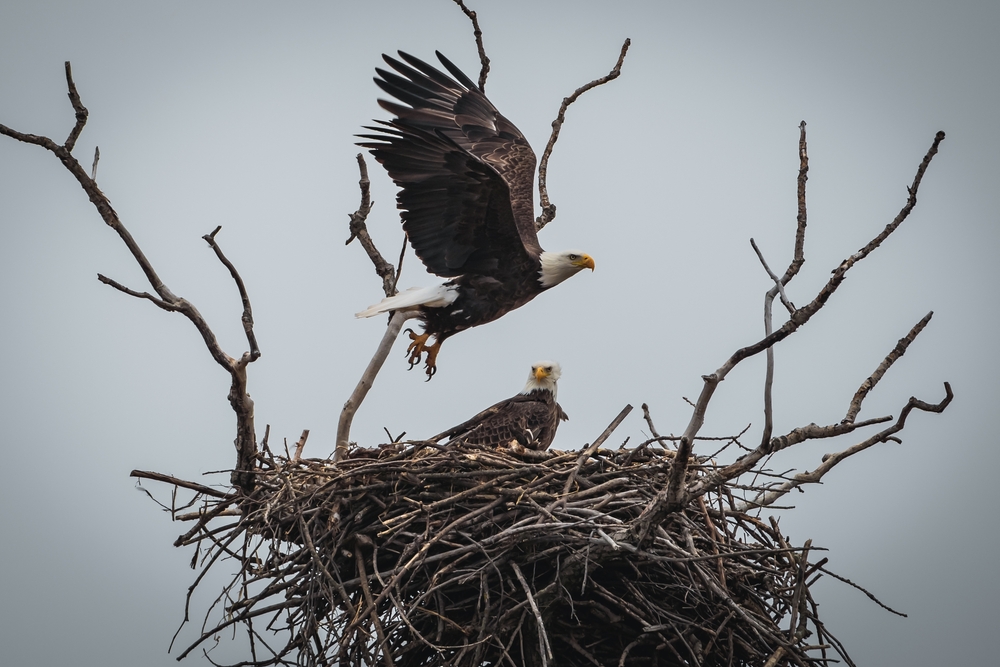 High PFAS Levels in Wisconsin Eaglets May Reduce Their Ability to Fend Off Illness
