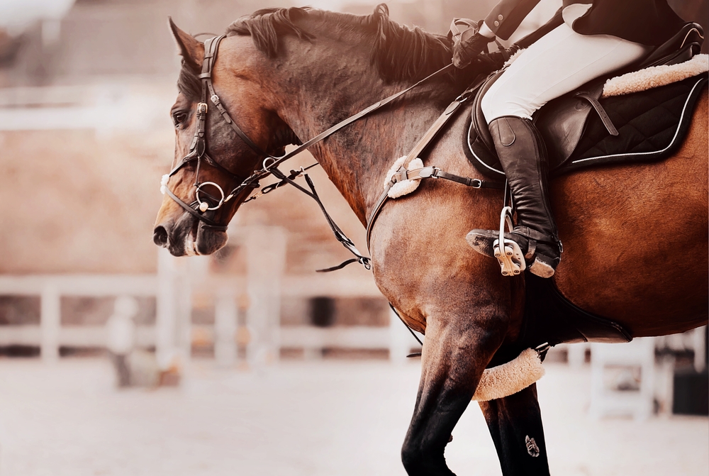 A,Beautiful,Bay,Fast,Horse,Gallops,Around,The,Arena,At