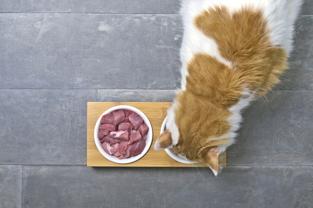 Tabby,Cat,Eating,Fresh,Meat,From,A,Double,Food,Bowl.
