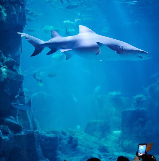 People,Seeing,Shark,In,Aquarium.,Take,Photos,Of,Fishes,In