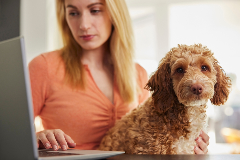 Woman,With,Pet,Cockapoo,Dog,Researching,Insurance,On,Laptop,At