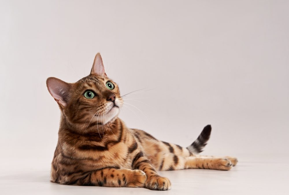 Cats Want To Talk To Us. Scientists Are Trying To Decipher The Meow.