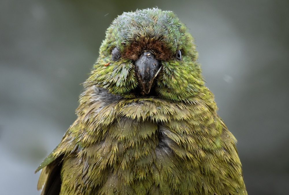Record Baby Boom Brings World’s Heaviest Parrot Back From the Brink