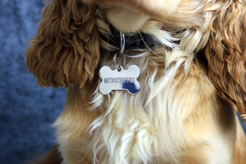 Clark County Mandates Microchipping For Pets Over 4 Months Old Starting Next Month