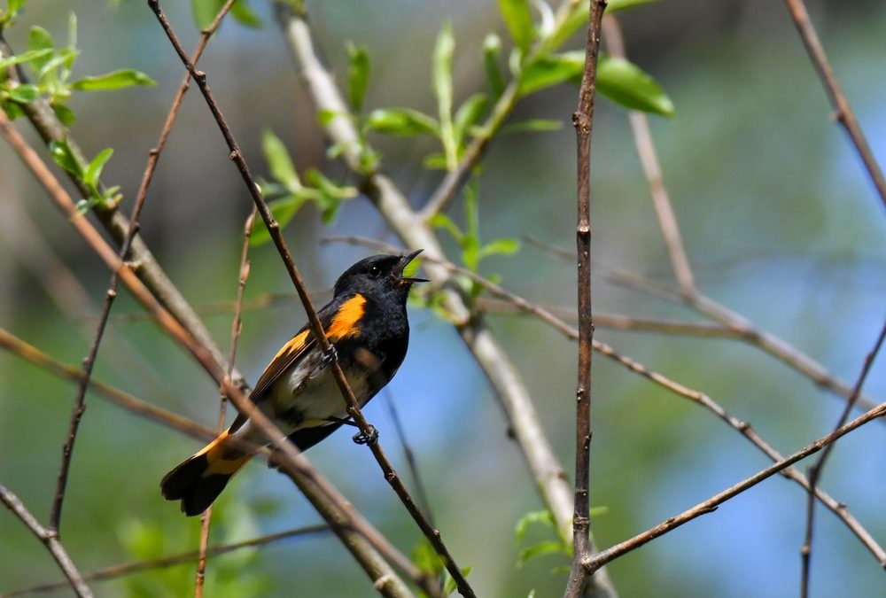 Migrating Birds Sing to Team Up with Other Species