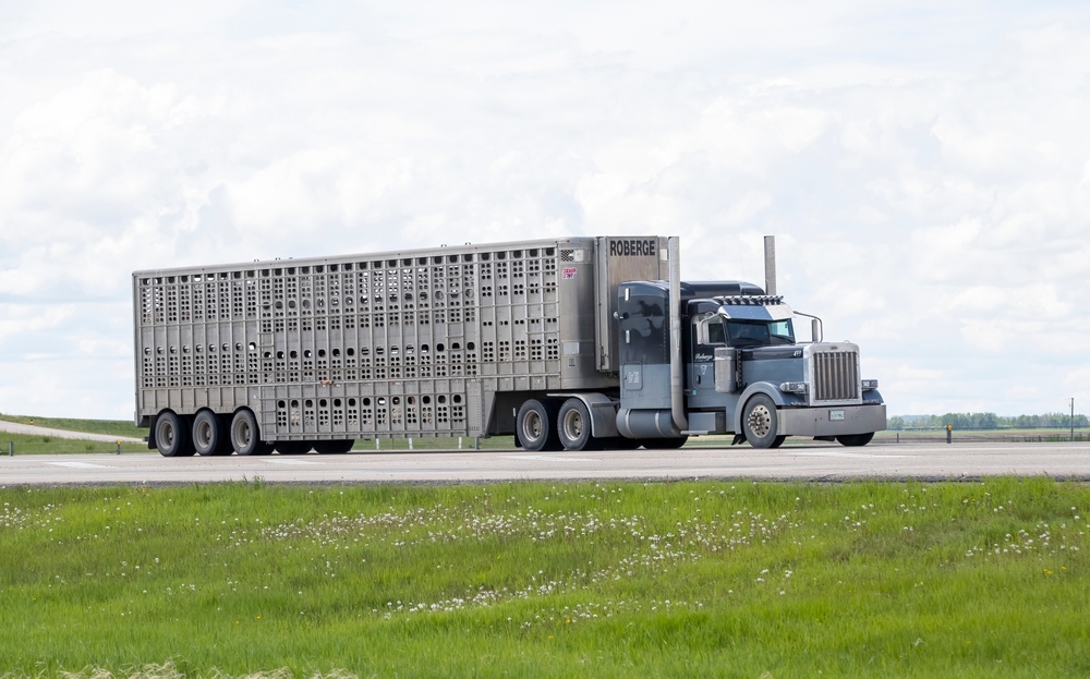 Model Reroutes Livestock Trucks to Reduce Risk of Infection