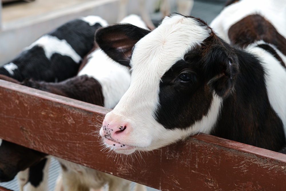 Here’s When Heat Stress Starts To Impact Calves