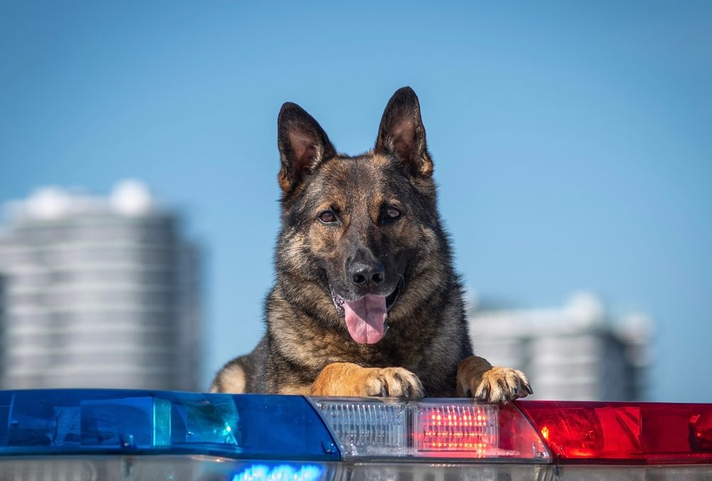 K9s.org Deploys 15 K9s Across 3 States Amid Rising Drug and Safety Threats