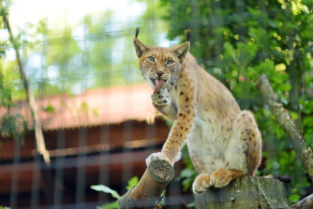 Danish Zoo Asks Pet Owners to Donate Rabbits and Horses to Feed its Predators