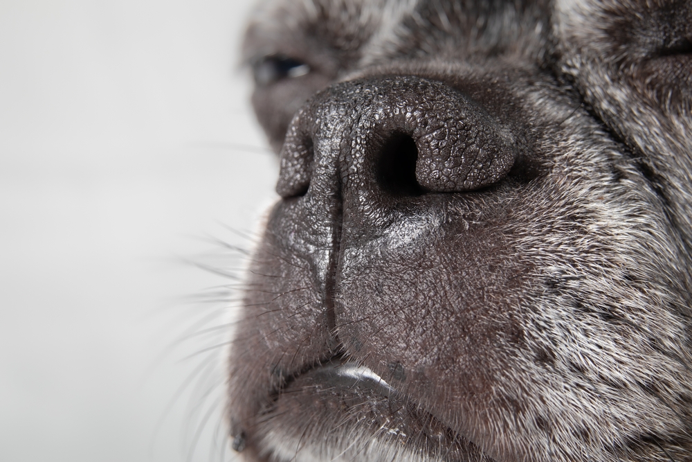 Dog Nose Length Just One Predictor of Friendliness and Trainability