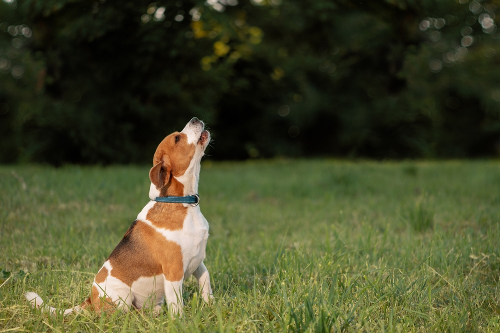 Decoding Barks: Using technology to Understand Dogs