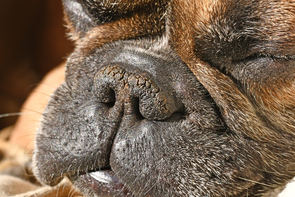 Break Dog Breed ‘Shackles’, Says RVC-Led Research