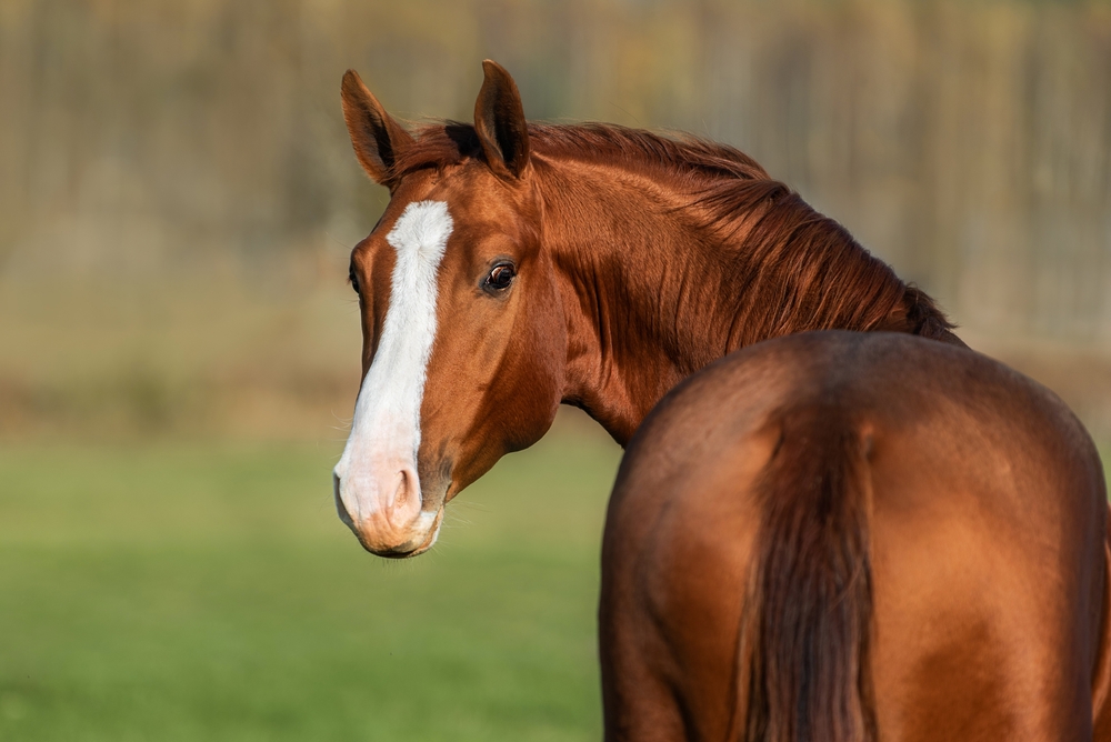 Portrait,Of,Red,Horse,Looking,Back.,Don,Breed,Horse.