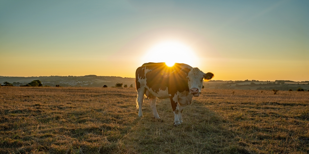 Single,Cow,Making,The,Best,Of,The,Near,Drought,Conditions