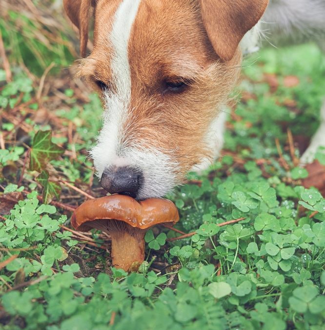 ‘Good boy!’ Truffle-Sniffing Dogs are Helping Uncover Hidden Underground Ecosystems