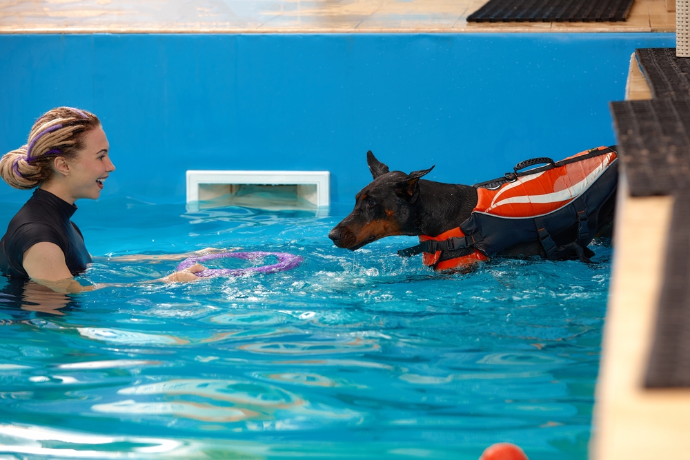 Dog,Trainer,At,The,Swimming,Pool,,Teaching,The,Dog,To