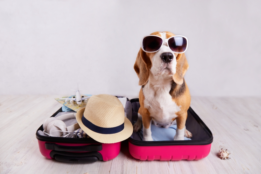 A,Beagle,Dog,Wearing,Sunglasses,Sits,In,An,Open,Suitcase