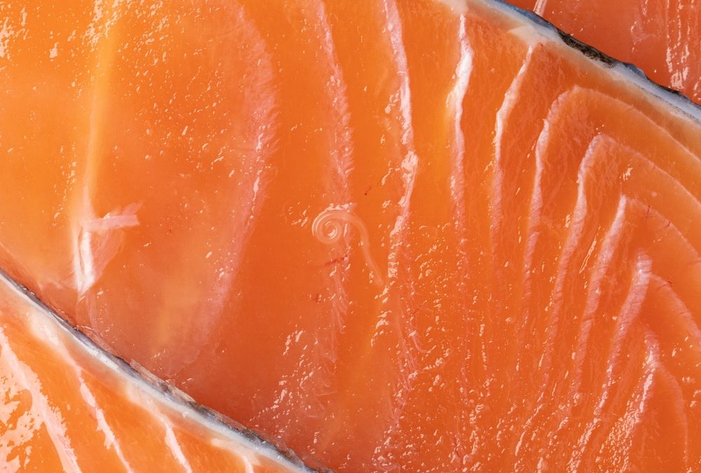 Portland Animal Hospital Warns Dog Owners About Salmon Poisoning