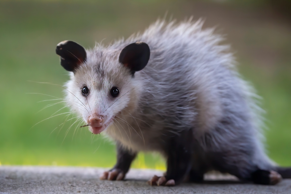 Wildlife Injuries on the Rise as Urban Development Forces Animals Closer to Pets