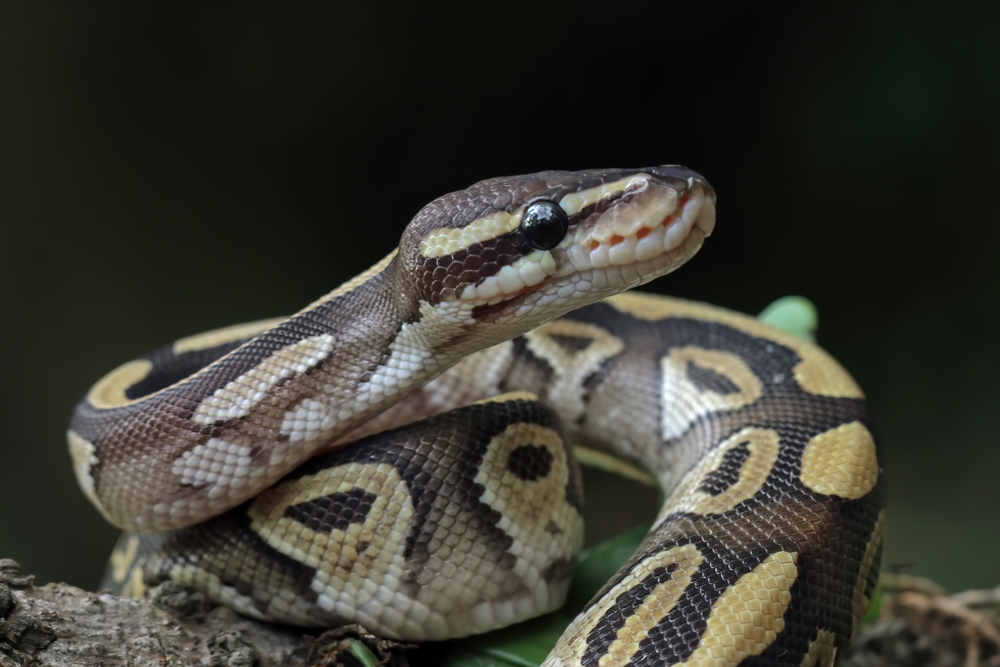 Python Named Jodie Foster First Snake to Receive Pioneering Cancer Treatment