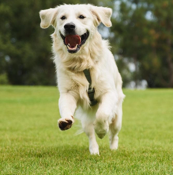 Gryphon Investors-Backed Vetnique Labs to Acquire UK Maker of YuMOVE Pet Supplements