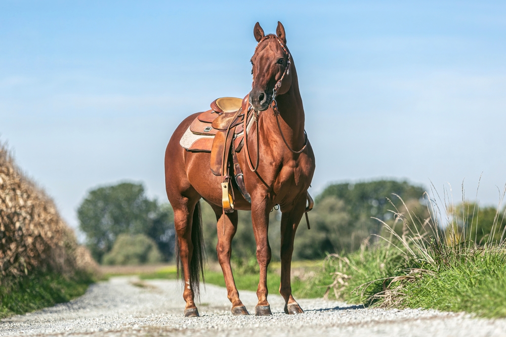 Portrait,Of,A,Saddled,Beautiful,Chestnut,Western,Quarter,Horse,Gelding