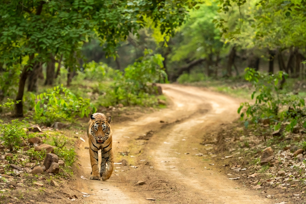 Wild,Adult,Bengal,Male,Tiger,Or,Panthera,Tigris,Tigris,Walking