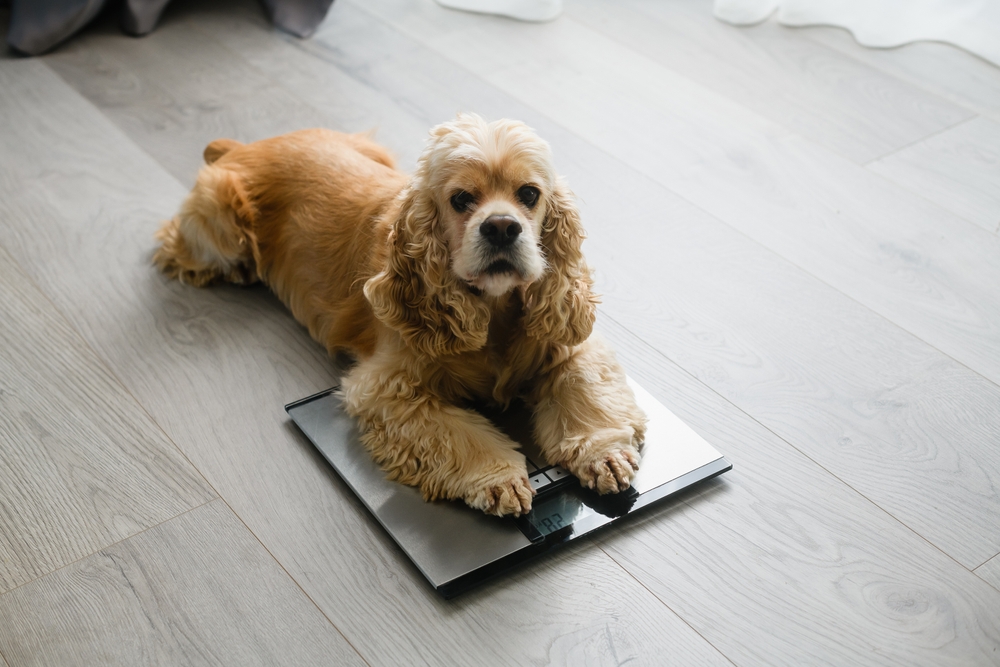 Charlotte Residents Lash Out Over Dog Weight Restriction at Sharon Place