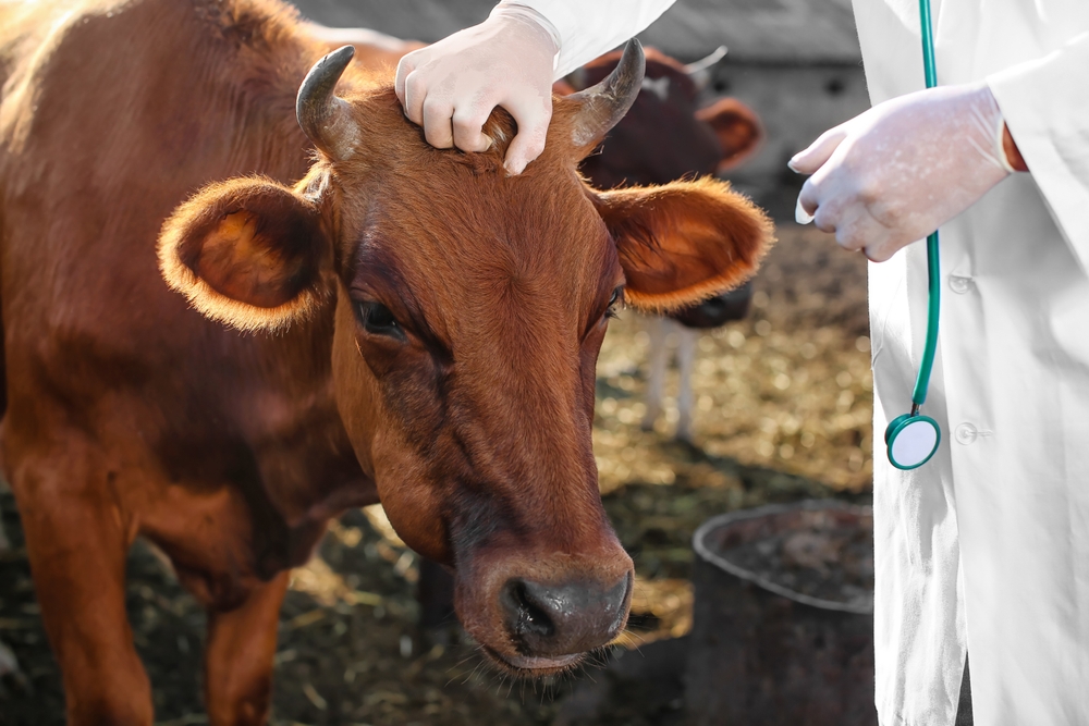 Bill to Expand Access to Veterinarians in Rural Areas Reintroduced