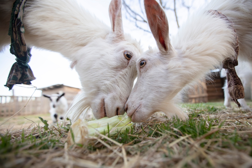 Headbutting Goats May Reveal How Brain Injuries Begin